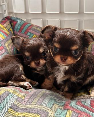 Chihuahua