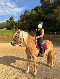 Haflinger 8 anni
