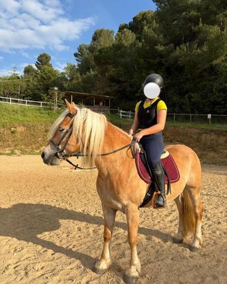 Haflinger 8 anni