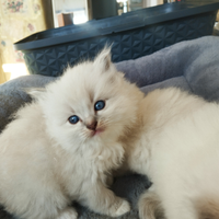 Cuccioli di ragdoll con pedigree