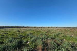 Terreno 5 ettari IDEALE PER ULIVETO/AGRIVOLTAICO