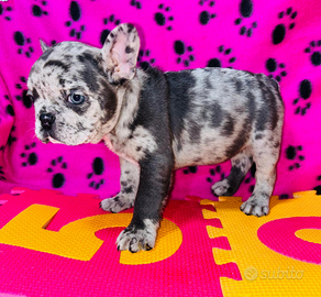 Cuccioli di bulldog francese