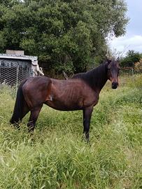 Cavallo