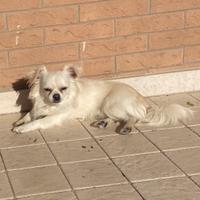 Chihuahua a pelo lungo