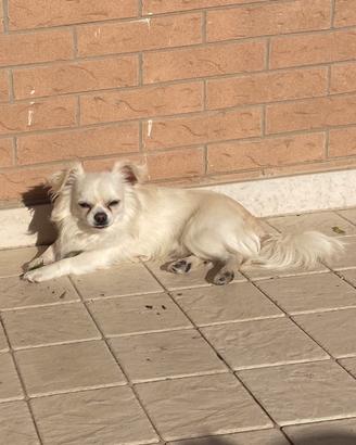 Chihuahua a pelo lungo