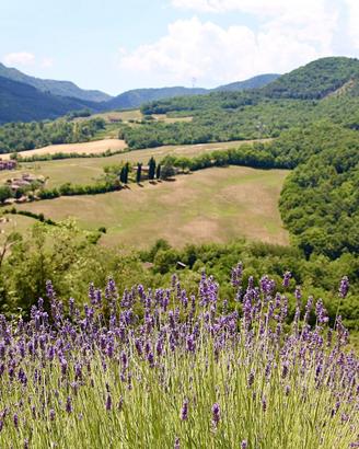 Terreno agricolo