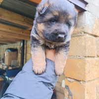 Cucciolo pastore tedesco maschio