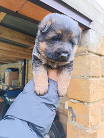 Cucciolo pastore tedesco maschio