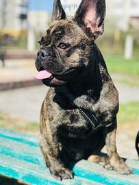 Bulldog francese