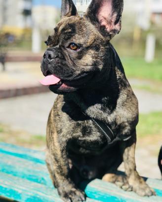 Bulldog francese