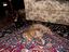 Immagine 4