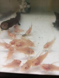 Corydoras