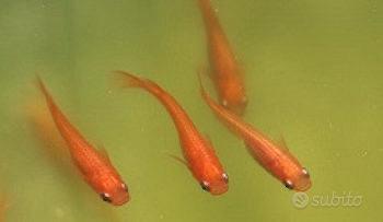 Medaka Red King - pesci per laghetto e acquario