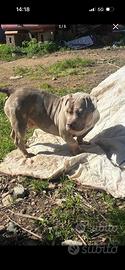 American bully