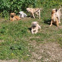 Cuccioli dolci in adozione meticci Labrador