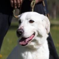 Ellen, dal manto candido e dolce vuole una casa