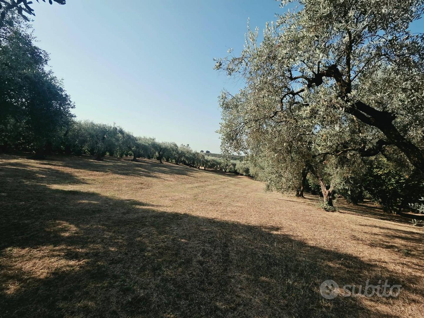 Terreno Agricolo - Caprarola - Altro