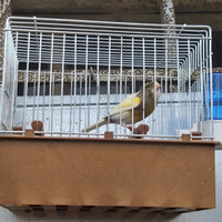 Canarine Timbrado Spagnolo