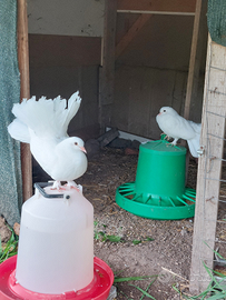 Razza Colombi: Pavincelli