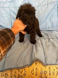 Cuccioli di Barboncino Nero e Cioccolato