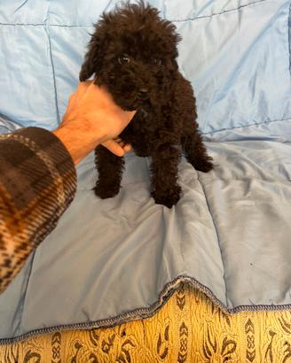 Cuccioli di Barboncino Nero e Cioccolato