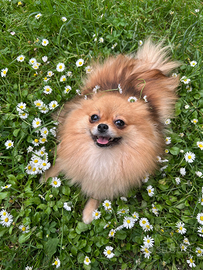 Spitz di pomerania in adozione