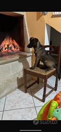 Cane medio piccola