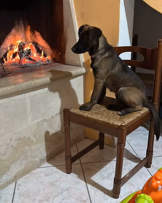 Cane medio piccola