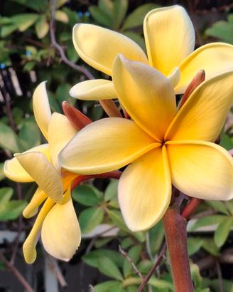 Aztec Gold plumeria 