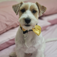 Jack russell broken maschio