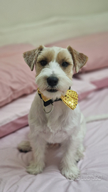 Jack russell broken maschio