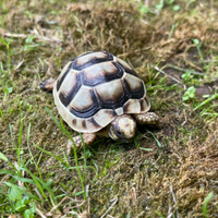 Tartarughe di terra sardegna