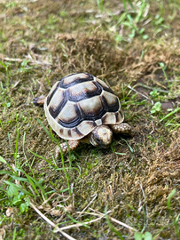 Tartarughe di terra sardegna