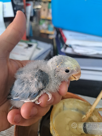 Inseparabili allevati a mano