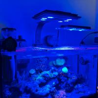 Lampada marino LED MJ-L165 Blue