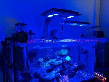 Lampada marino LED MJ-L165 Blue