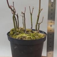 bonsai acero palmato 6