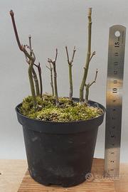 bonsai acero palmato 6