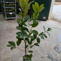 piante di lauro ceraso vaso 17