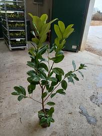 piante di lauro ceraso vaso 17