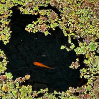 Pesce Medaka - Oryzias latipes