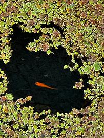 Pesce Medaka - Oryzias latipes