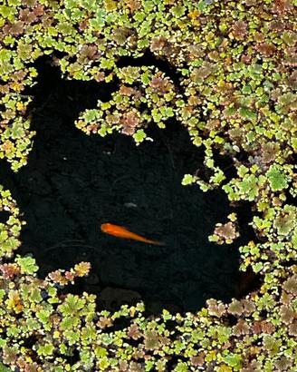 Pesce Medaka - Oryzias latipes