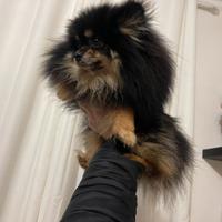 Spitz tedesco nano Pomerania con pedigree