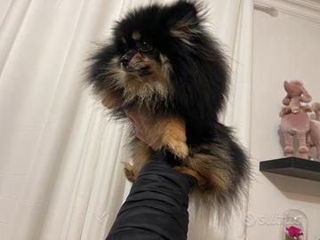Spitz tedesco nano Pomerania con pedigree