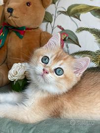 British Shorthair