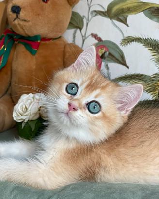 British Shorthair