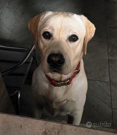 Cuccioli di labrador con pedigree