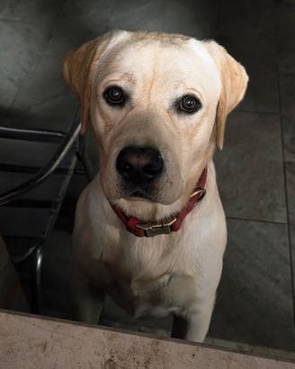 Cuccioli di labrador con pedigree