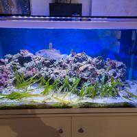 Acquario mediterraneo 250 lt completo